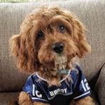 Brady B. Benson - @cavapoo_brady - Instagram
