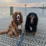 Brady, Jaxon & Benson - @foxcavaliers - Instagram