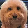tatebottoms - @bradybottomsthedog - TikTok