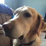 Brady Brennan - @brady12_thelab - Instagram