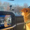 Brady Edwards - @aflac_pro - TikTok