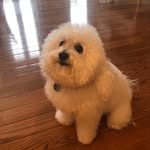 Brady Forbes - @bradybolo - Instagram