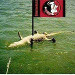 Brady Goodman - @gulfbreeze_colledgefootballkid - Instagram