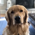 Brady Hudson - @brady_the_golden_retriever - Instagram