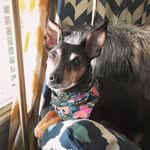 Penny Hartz Brady-Joyner - @pennyhartzdog - Instagram