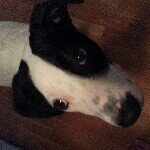 brady leblanc - @brady_patriots_dog - Instagram