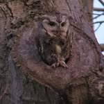 Brady Lynch - @blynchwildlife - Instagram