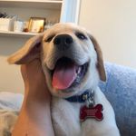 Brady McDonough - @good_boy_brady_tb12 - Instagram