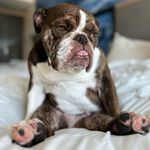 Bella Brady Perkins - @msbellathebeautiful - Instagram