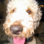 Brady Showalter - @bradyjshsnannsb - Instagram