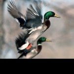 Brady Stanton - @duck_hunter_333 - Instagram