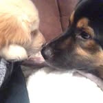 Brady And Winston Thurston - @brady_winston_thurston - Instagram