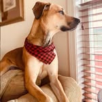 Brady 🐾 - @brady_to_the_rescue - Instagram