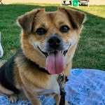 Brady 🐶 - @bradytotherescue12 - Instagram