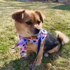 Brady 🐶 - @bradytotherescue12 - TikTok