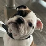 Boston Brady Warner - @boss.manboston - Instagram