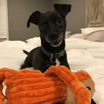 Brady Weir - @brady_the_dog_05 - Instagram