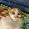 BradyWolffTheComposer - @bradythecomposer - TikTok