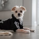 Brady D’Argento 🐾 - @bougiebradyd - Instagram