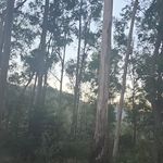 Brae Brøwn - @braetheboneless - Instagram