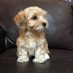 Brae Brown 🐶🐶 - @brae_brae_the_havanese - Instagram