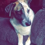 Brandi - @branditheforestpup - Instagram