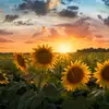 🌻𝓑𝓻𝓪𝓷𝓭𝓲 𝓜𝓪𝔂🌻 - @brandimay3 - TikTok