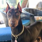 Brandi The Red Doberman - @brandi_red_dobie - Instagram