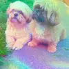 Brandie and Bailey - @brandieandbailey - TikTok