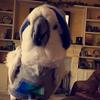 Brandi Houser - @lucythebird - TikTok