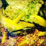 Brandon Russell Abegglen - @brandonrussellab - Instagram