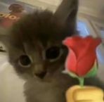 Brandon Ali - Facebook