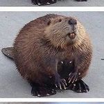 Brandon Beaver - @beaverthebrandon - Instagram