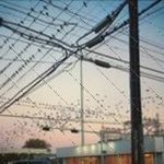 Leola Schuch - @brandonbertram371 - Instagram