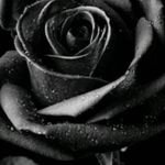 brandon brilliant - @brandonbrilliant5 - Instagram