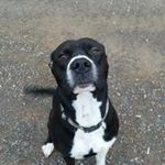 Brandon Chapman - @brandon___chapman - Instagram