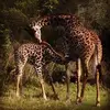 brandon.chapman - @brandon.chapman - TikTok