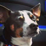 Brandon Cluff - @featherz_n_scales - Instagram