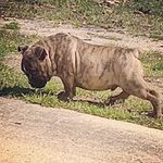 Brandon Crenshaw - @h.a.g_bullies - Instagram
