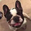 Brandon DeBoer - @brandondeboer - TikTok