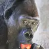 Brandon Dillon - @bran_dood - TikTok