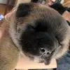Brandon Dodson - @brandondodson123 - TikTok