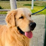 Brandon Golden Retriever - @golden_americano - Instagram