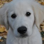 💗Brandon Golden Retriever 💗 - @brandongoldenretriever - Instagram