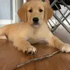 Brandon Golden Retriever 🐾🧡 - @brand_ongolden - TikTok