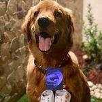 Brandon Myles Rodríguez 🦮🐾 - @brandon.golden_ - Instagram