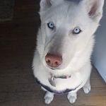 Brandon Gresham - @greshbrewed - Instagram