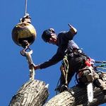 Brandon Hague - @treesquirre1 - Instagram