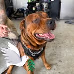 Brandon Harris - Facebook