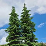 Brandon Koons - @trees_of_colorado - Instagram